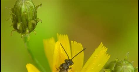 Borelioza Barbara Plucinska Choroba Z Lyme Kleszczowe Zapalenie M Zgu