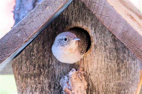 Make Birdhouses For Nesting Wrens