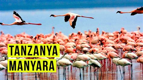 Tanzanya Manyara nasıl bir yer YouTube