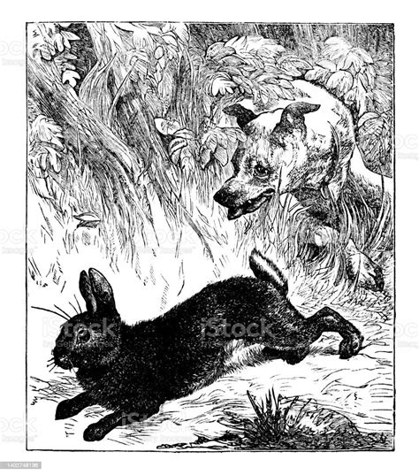 Ilustración De Perro Persiguiendo A Un Conejo Conejo Y Más Vectores