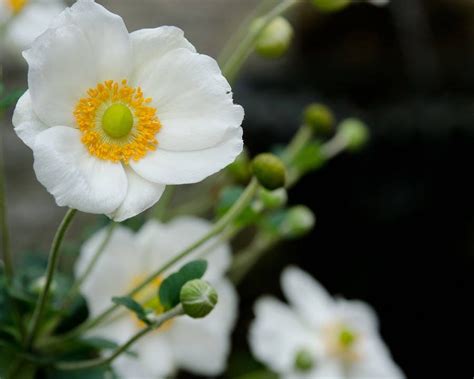 250 Persian White Poppy Papaver Somniferum Flower Seeds Seedville Usa