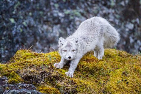 Arctic Fox Relaxing At The Entrance To Its Den Stock Image Image Of
