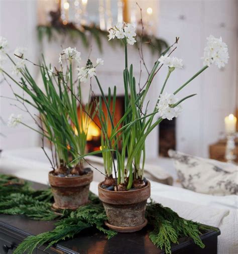 How To Grow Paperwhites To Fill Your Home With Fragrant Flowers