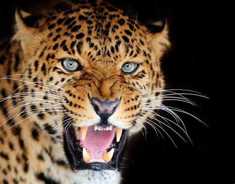 Free Download Wallpaper Leopard Big Cats Roar Whiskers Snout Glance