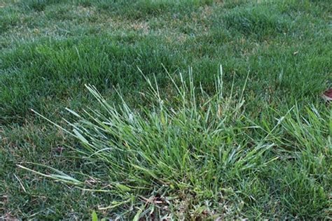 Spring Grassy Weeds In Lawns Tomlinson Bomberger