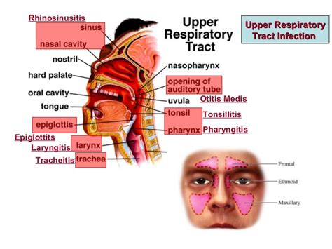 Parts Of Upper Respiratory Tract