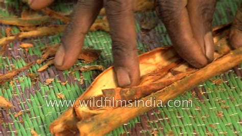 Cinnamon Bring Harvested And Cured In A Plantation In Sri Lanka Youtube