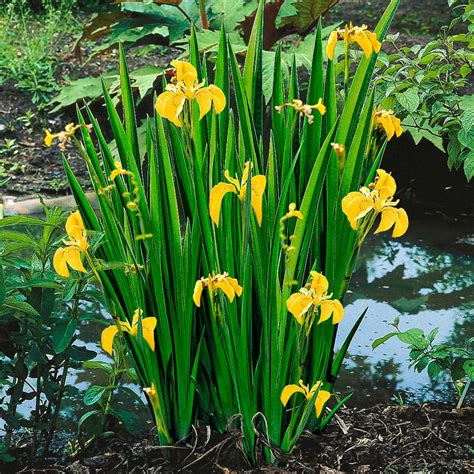 Yellow Iris Pseudacorus Yellow Marsh Plant Waterside Plant Pond