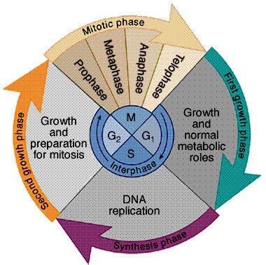 (2014, this volume), downstream of tor, s6k and the ribosomal s6 protein mediate cell growth responses, and the interplay with the cell cycle is further considered by sablowski and dornelas (2014, this volume). Which is the active phase of cell cycle? - Quora