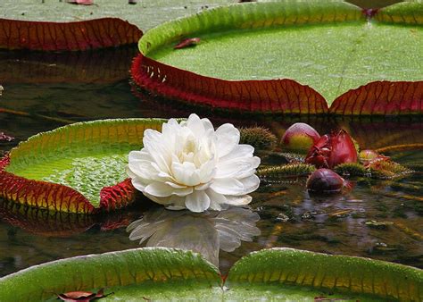 Giant Water Lily The Queen Of The Water Lilies Dummer ゛☀ Garden