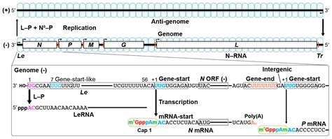 Viruses Free Full Text Transcriptional Control And Mrna Capping By The Gdp
