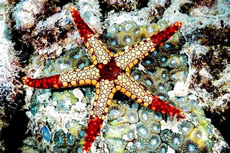 Fromia Monilis Starfish Kapoposang Scuba Diver Diving Stock Photo By