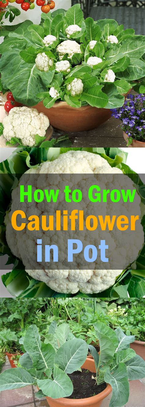 Growing Cauliflower In Containers Care And How To Grow