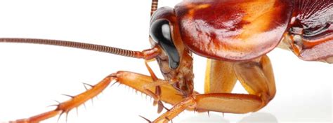 Cockroach Brains Future Antibiotics Campus News