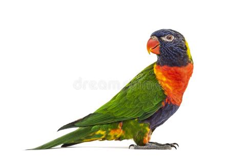 Rainbow Lorikeet Trichoglossus Haematodus Stock Photo Image Of