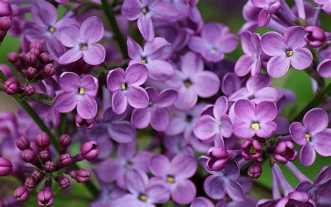 Free Download Lilac Wallpaper Flower Wallpapers 1366x768 For Your
