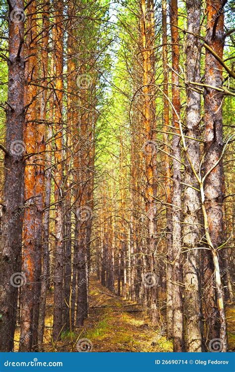 Pine Autumn Forest Stock Photo Image Of Thick Detail 26690714