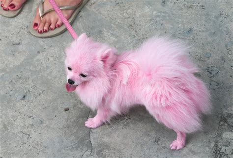 Pink Pomeranian Pet Stock Photo Image Of Event Mammal 9440802