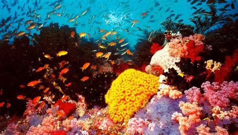 Explore The Natural Beauty Of The Great Barrier Reef Found The World