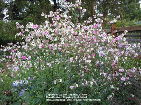 Photo Of The Entire Plant Of Flowering Tobacco Nicotiana Mutabilis
