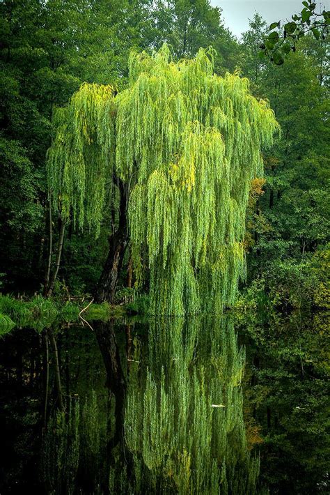 Its A Beautiful World In 2020 Weeping Willow Tree Weeping Willow