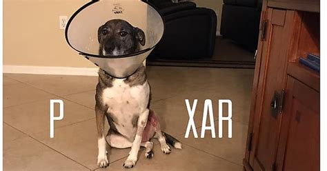 I Knew My Dogs Shame Cone Reminded Me Of Something Album On Imgur