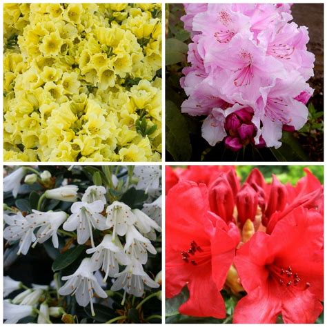 18 X Mixed Dwarf Rhododendron Shrubs Flowers Meredith Nurseries