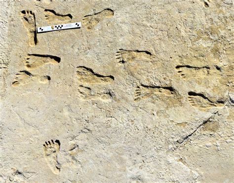 Longest Dinosaur Tracks Ever Found Discovered During Texas Drought