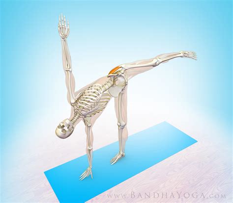 Yoga Anatomy The Gluteus Medius Muscle In Yoga Yogauonline