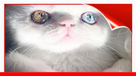 Meet Pam Pam A Tiny Kitty With Heterochromia Whose Eyes Will Hypnotize