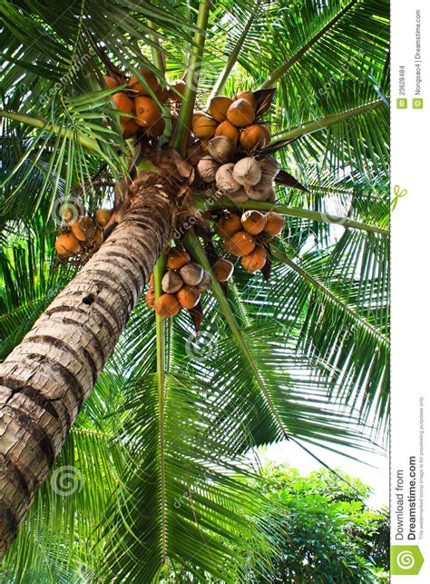 Coconut is the large, greenish, smooth fruit of a tropical palm tree. The coconut tree and fruit stock photo. Image of food ...