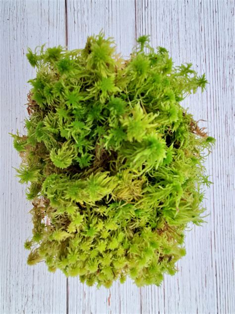 Live Fresh Sphagnum Moss Healthy For Terrariums Orchids Etsy