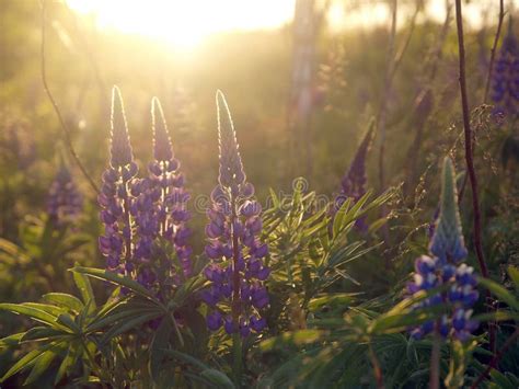 Colorful Lupines Blooming In A Meadow Stock Photo Image Of Bright