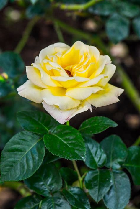 Peace Rose Or Yellow And Pink Rose In Garden Stock Photo Image Of