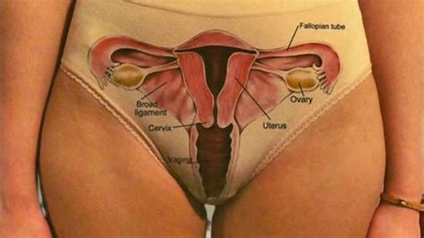 What You Should Know About the Vagina Doç Dr Çağlar Helvacıoğlu