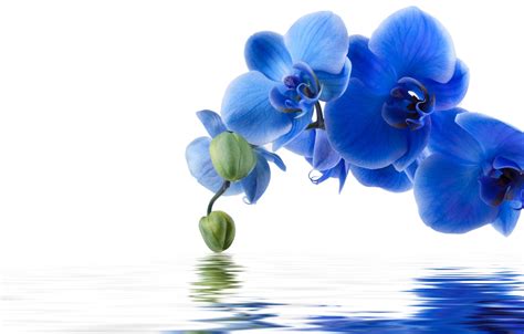 Wallpaper Water Flowers Reflection Background Blue