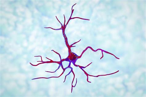 Astrocyte A Brain Glial Cell Ilustracji Ilustracja Złożonej Z