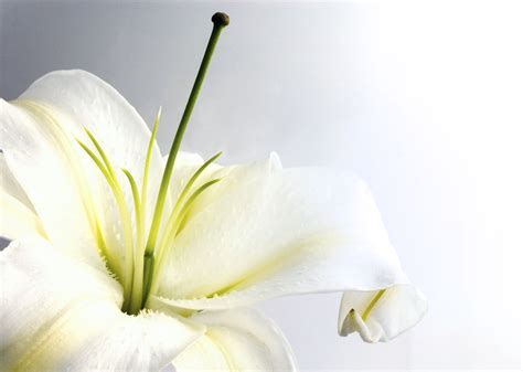 White Lily Blog Himalaya