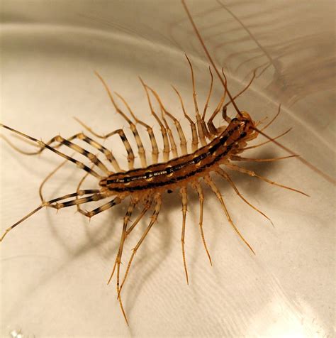 On Black House Centipede By Philip Q Large