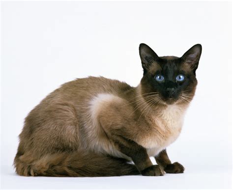 Balinese Cat Breed Information Balinese Cat Characteristics Grooming