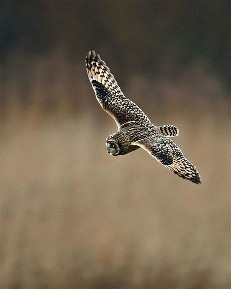 Short Eared Owl Photograph By Paul Scoullar Fine Art America