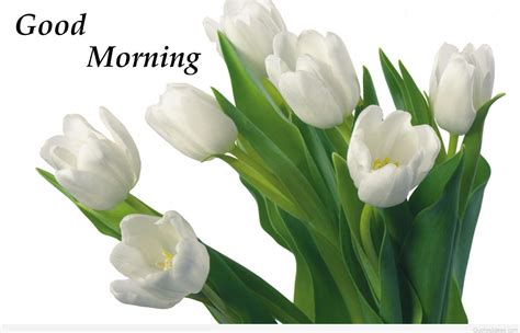 We create fresh good morning flower wallpapers and add quotes every day. Awesome Good Morning flower quote