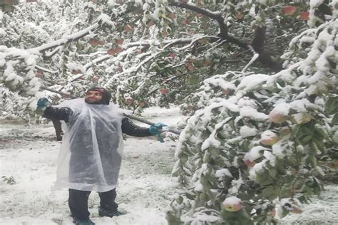 Early Snow And Rain Damage Apple Crop Trees In Kashmir