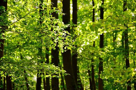 Floresta Arvores Bosques Foto Gratuita No Pixabay Pixabay
