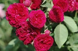 Rose 'Chevy Chase' - Rosen bei Schmid Gartenpflanzen online kaufen