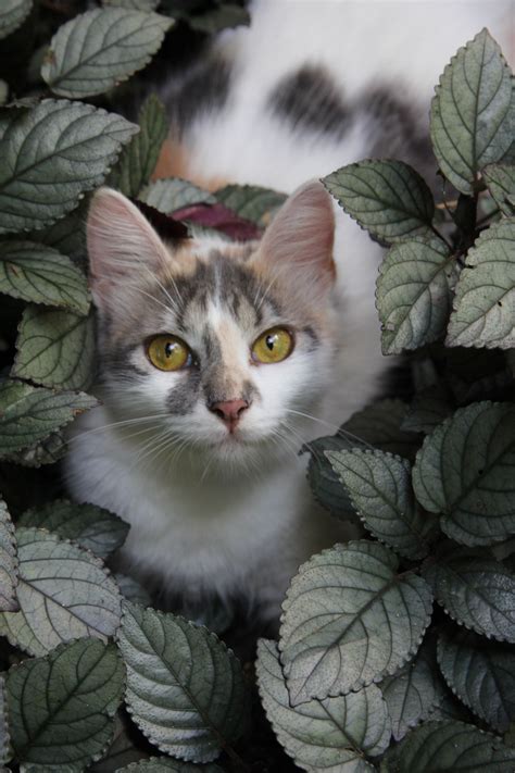 Cat Photo By Homero Gonzales Dutra National Geographic Your Shot