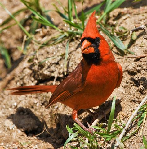 Northern Cardinal Facts Animalitic Northern Cardinal Facts Animalitic
