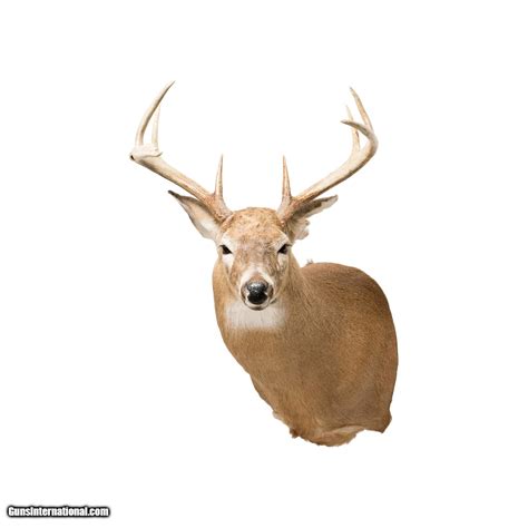 Whitetail Deer Shoulder Mount For Sale