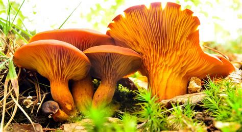 Foraging Chanterelle Mushrooms Identification And Look Alikes