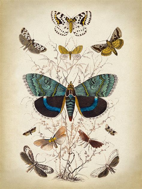 Butterfly Art Print Butterfly Wall Art Vintage Butterfly Print Prints